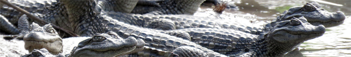 Cocodrilos