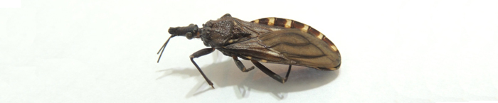 Vinchuca