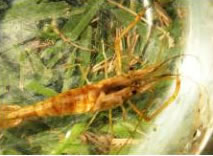 Camarones de agua dulce