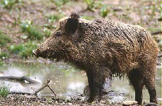 chancho cimarró