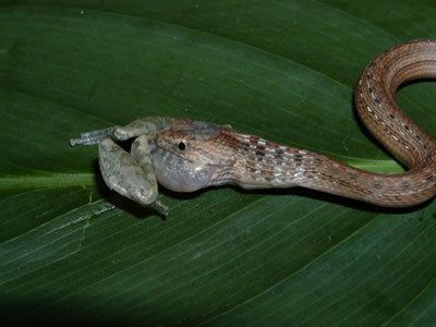 Culebra (Thamnodynastes hypoconia) comiendo una rana