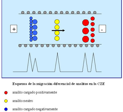 esquema de la migración diferencial de analitos en la CZE