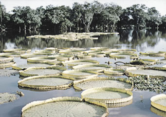 Sitio Ramsar en el nordeste de Santa Fe, foto gentileza Alejandro Giraudo