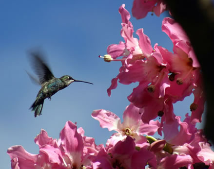 vuelo del picaflor