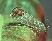 polilla del nogal