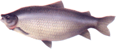 Sábalo